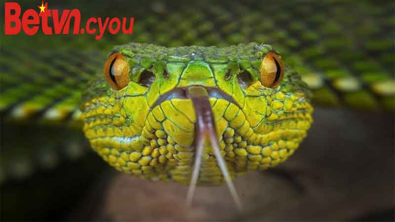 Kinh Nghiệm Giải Mã Giấc Mơ Và Chọn Con Số Lô Đề Hiệu Quả