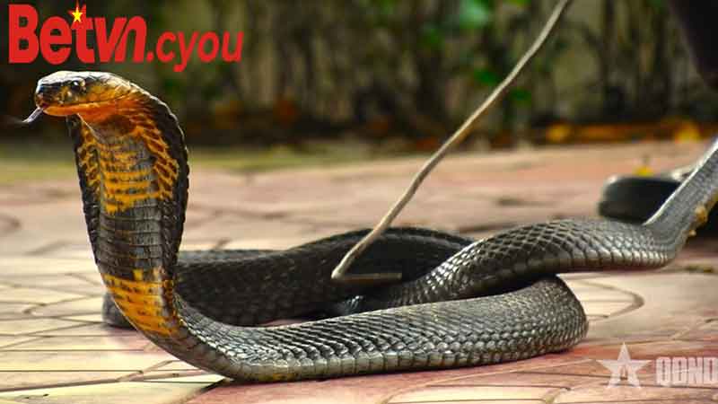 Giải Mã Giấc Mơ – Rắn Và Cá Trong Văn Hóa Tâm Linh